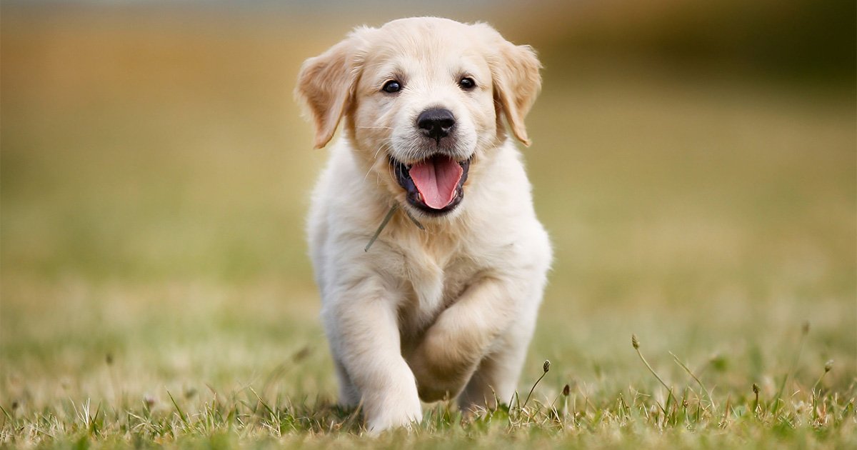 golden retreiver puppy running in the grass